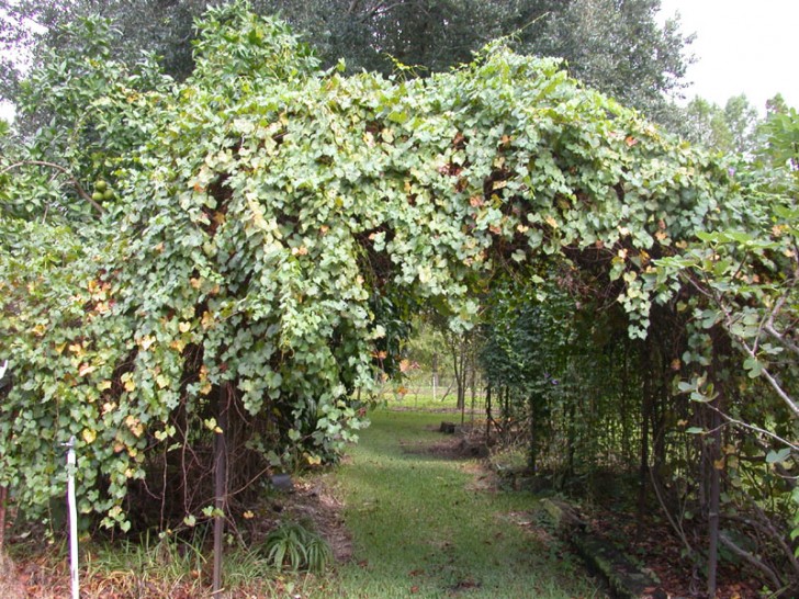 Others , 6 Awesome  Grape arbor :  How To Grow Grapes
